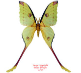 Argema mittrei (Madagascar) - male